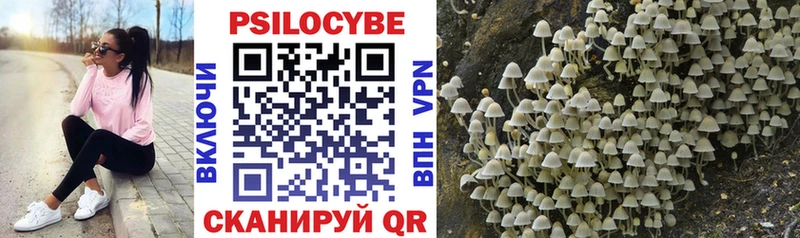 Купить закладки  Новый Уренгой  Псилоцибиновые грибы Psilocybine cubensis 
